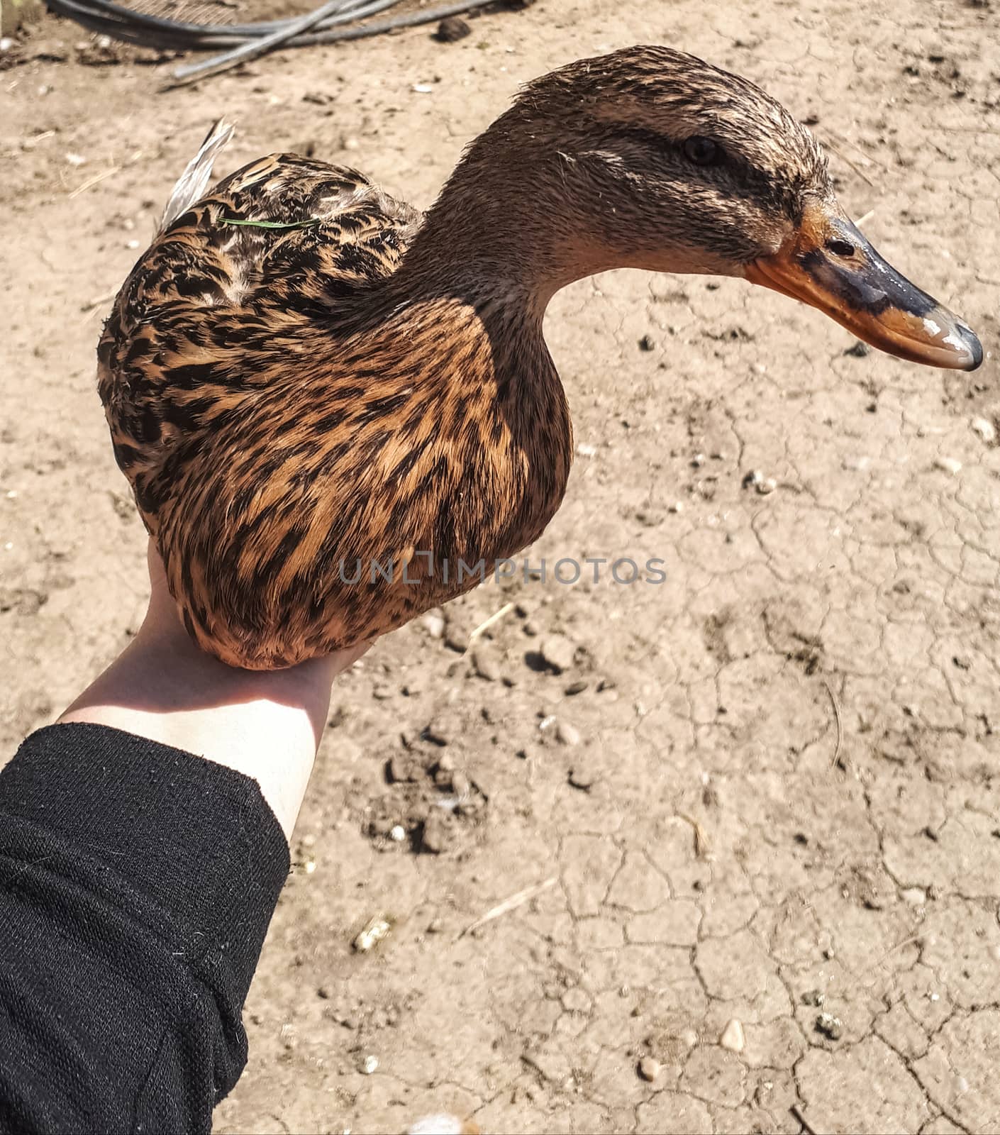 A grey duck in a woman's hand. Homemade grey duck.