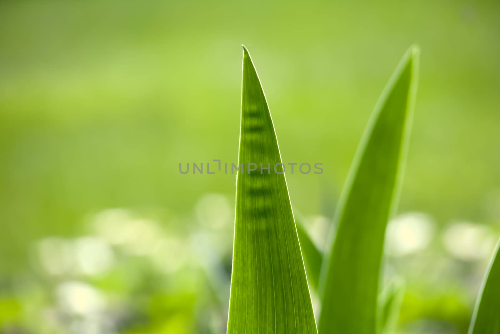 Blur fresh green grass with water droplet in sunshine. Soft focus