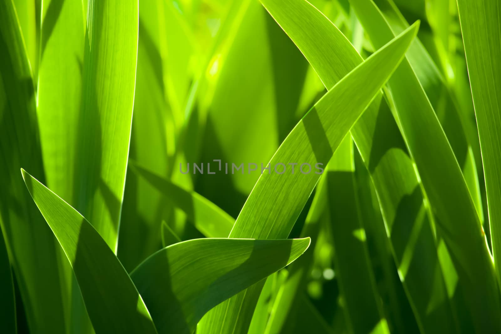 Green grass blur in the background of bright sunlight from the back by DmitrySteshenko