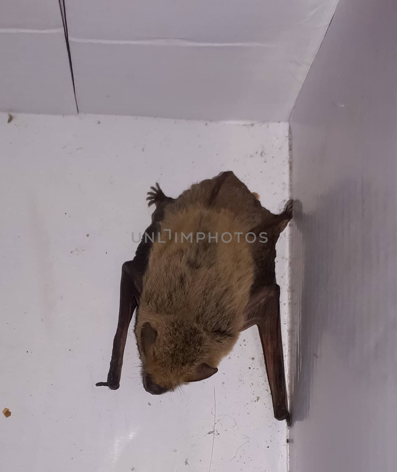 A bat is hiding in a corner of the room.