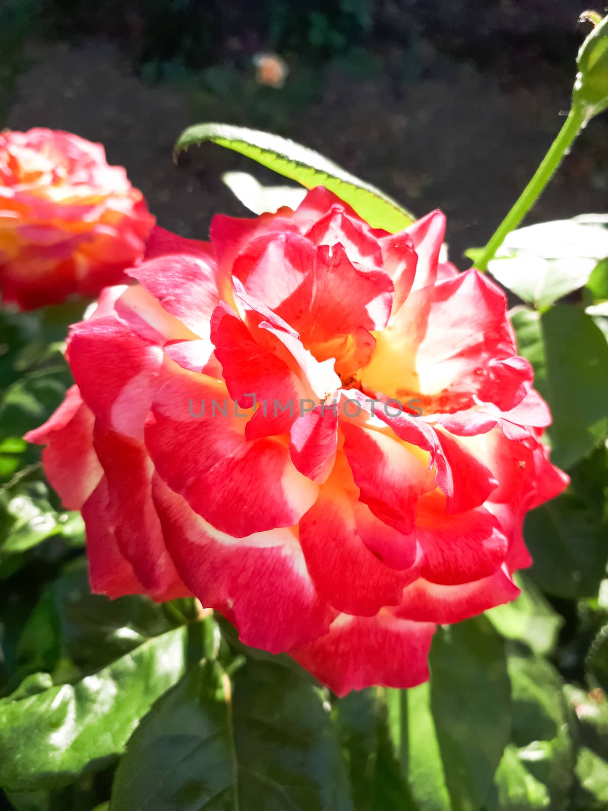 Beautiful red rose blooming in flowerbed. Flowering roses. by fedoseevaolga