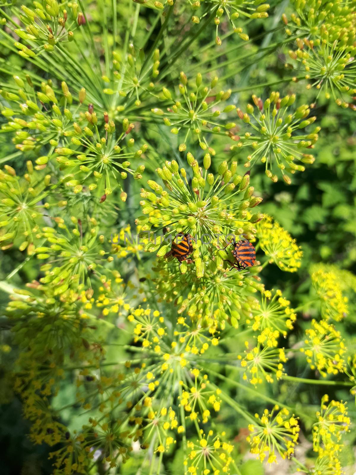 Bedbugs on fennel flowers feed on pollen. by fedoseevaolga