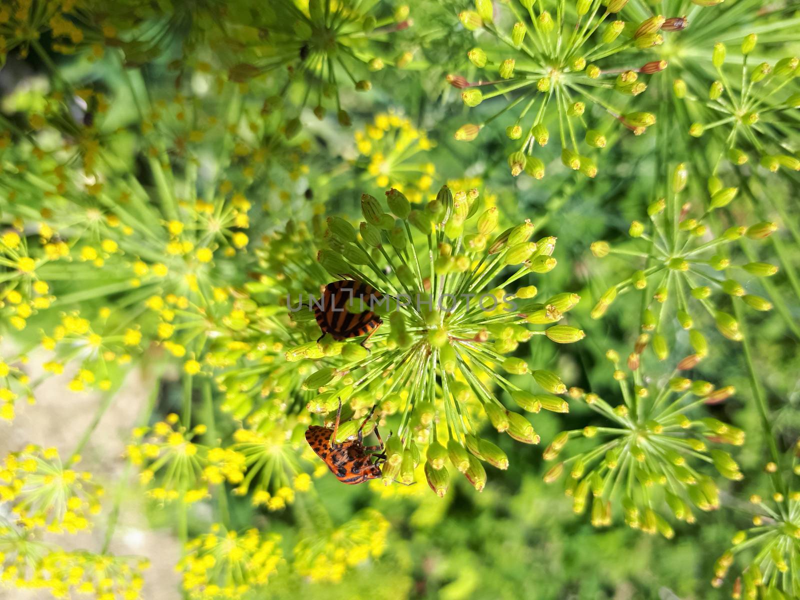 Bedbugs on fennel flowers feed on pollen. by fedoseevaolga