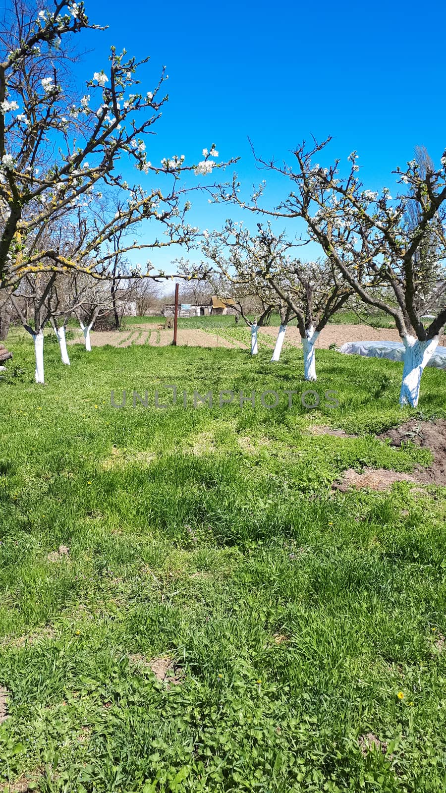 Blooming apple orchard in spring. Apple tree by fedoseevaolga