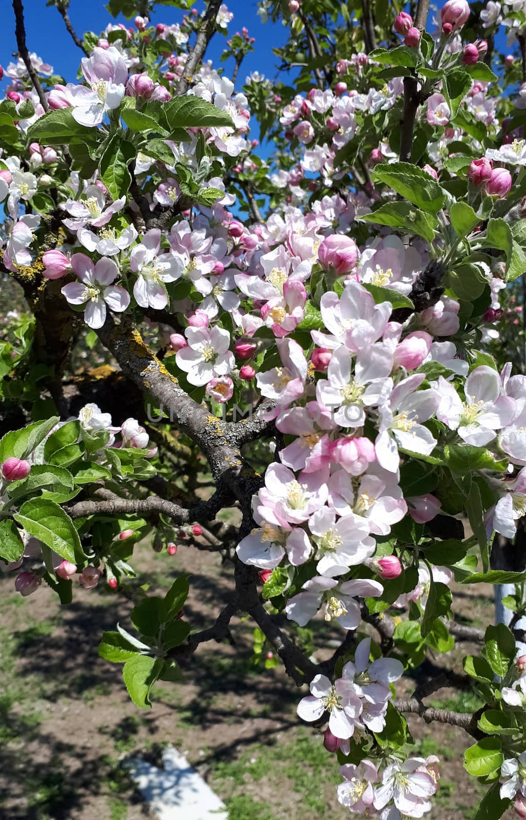 Blooming apple orchard in spring. Apple tree flowers.