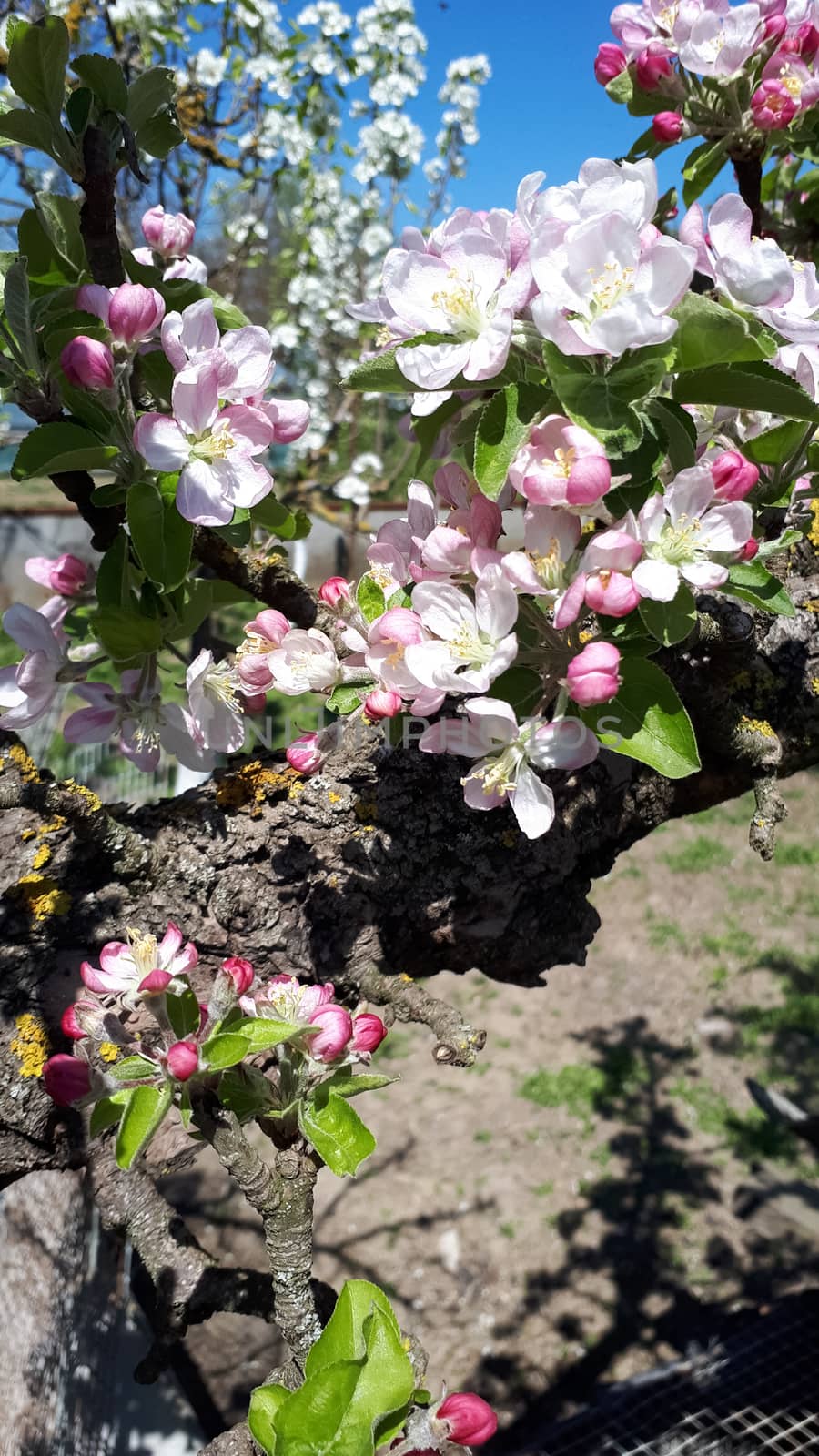 Blooming apple orchard in spring. Apple tree flowers.