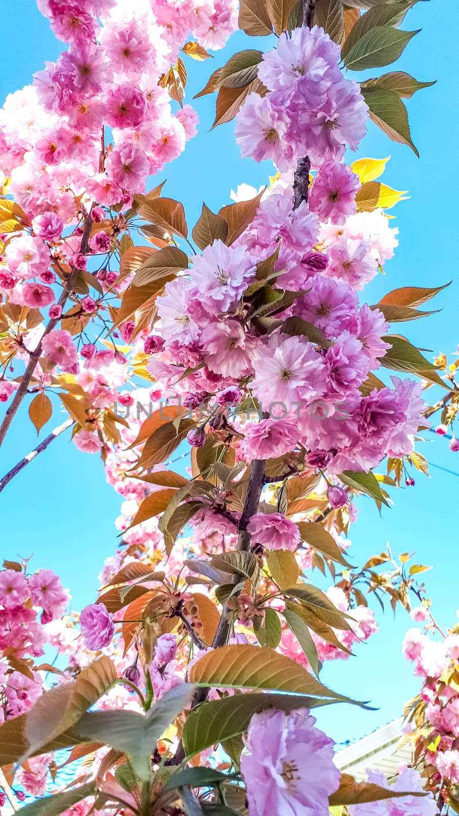 Blooming apple orchard in spring. Apple tree flowers.