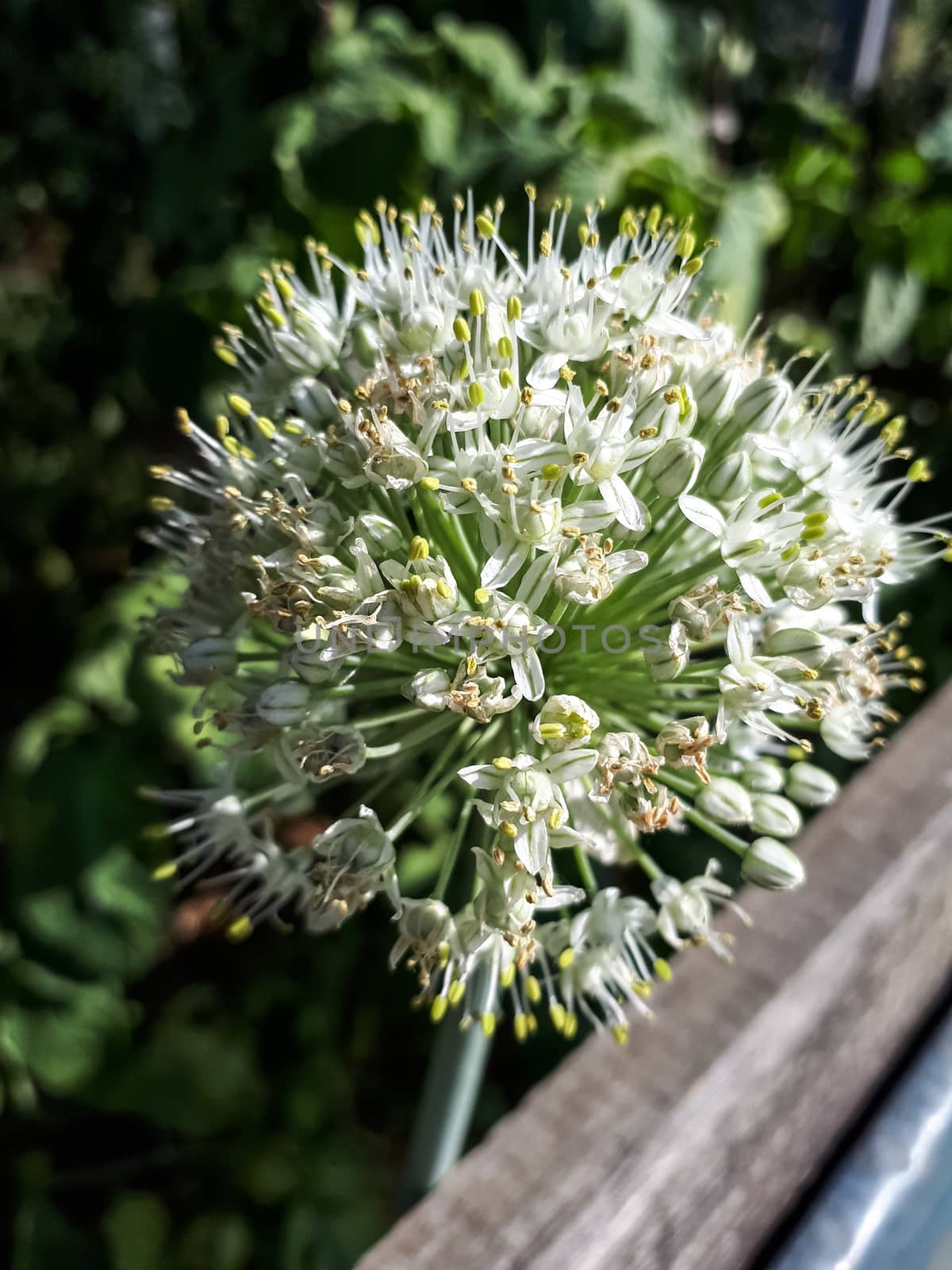 Blossoming onion, Onion Inflorescence, so flowered onions.