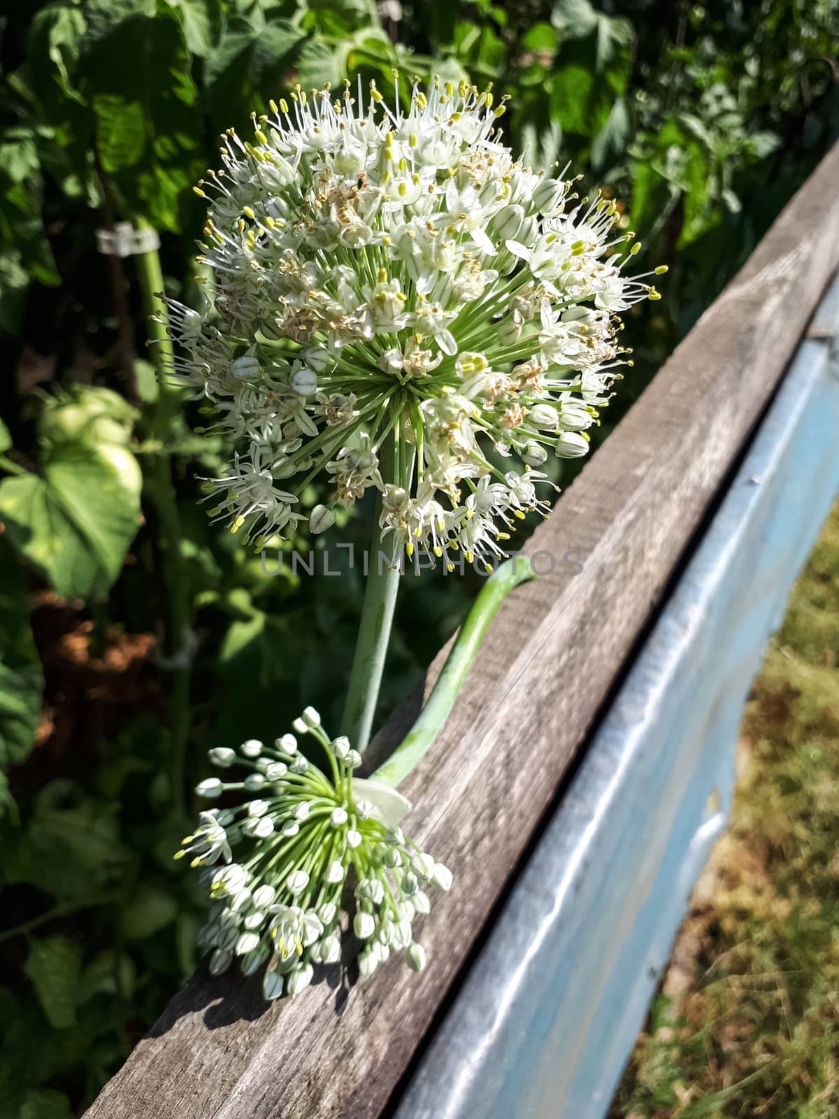 Blossoming onion, Onion Inflorescence, so flowered onions.