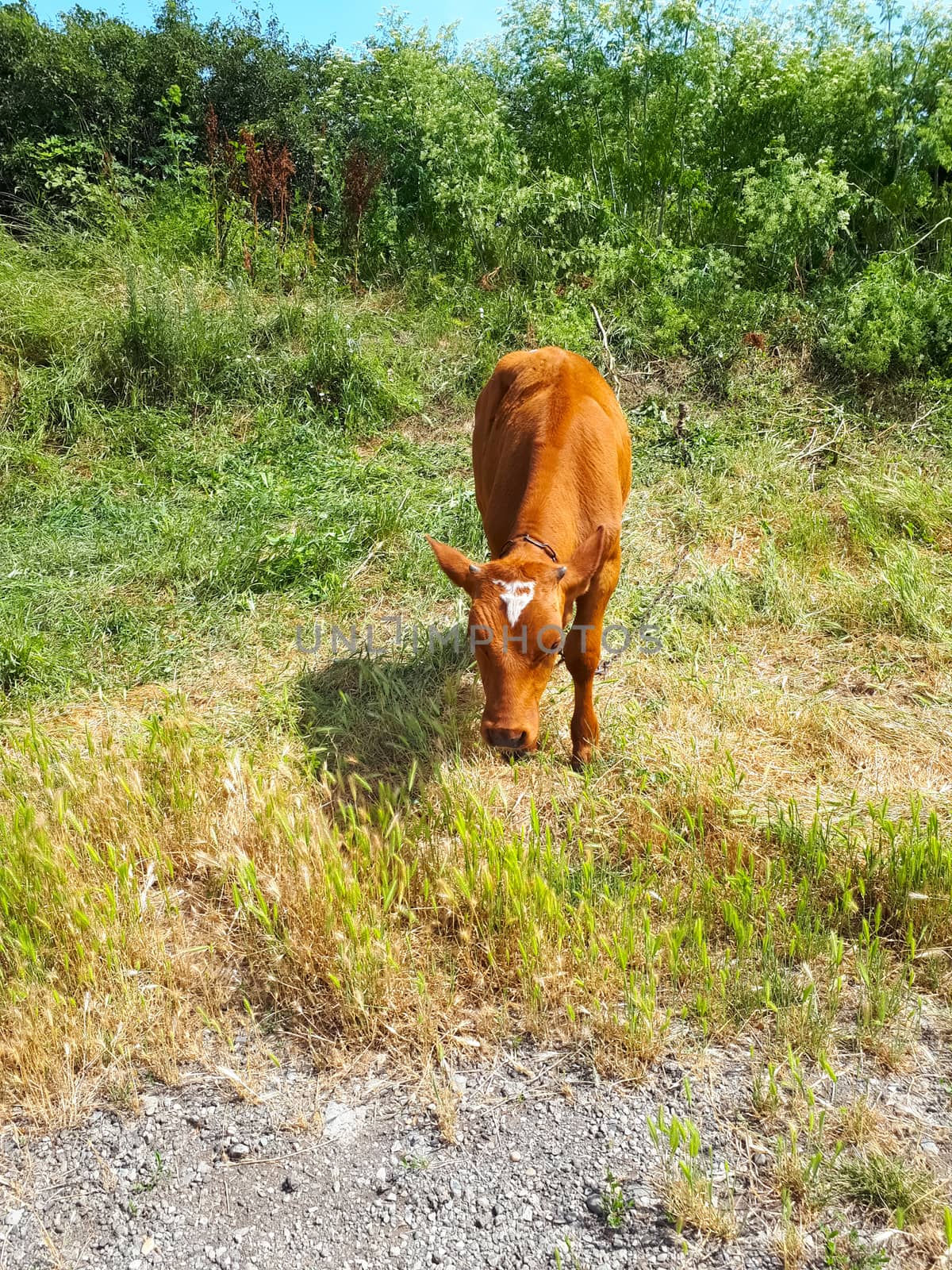 calf grazes on the grass. cow cub. by fedoseevaolga