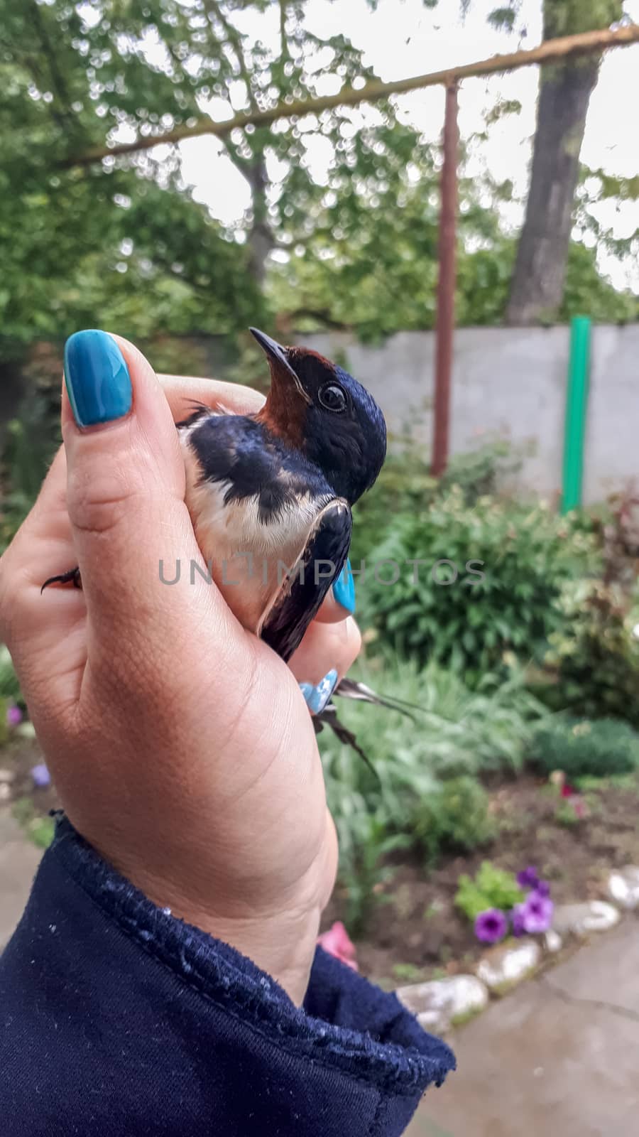 Caught swallow in female hand. Insectivorous bird swallow. by fedoseevaolga