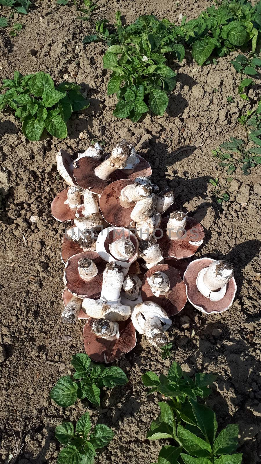 champignons, large mushrooms collected on the field after legumes.