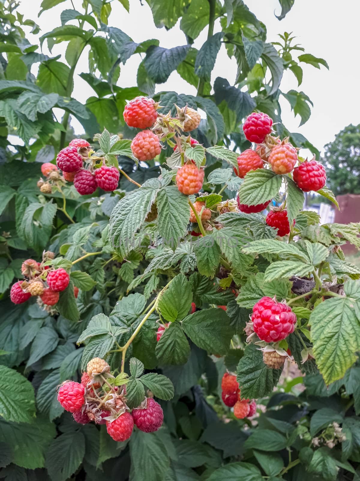 Collect ripe raspberry berries. Raspberry berries on bush. by fedoseevaolga