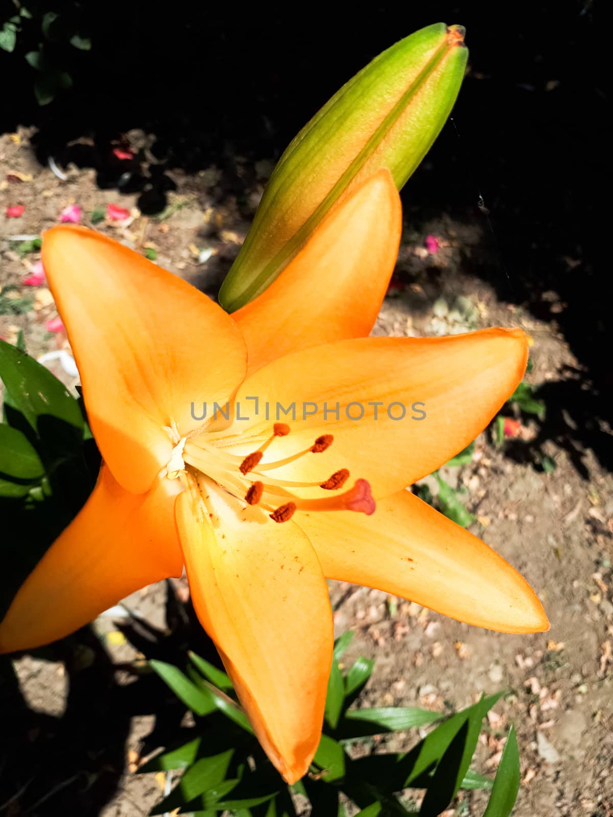 Flowers of yellow lilies on the flowerbed. lily blossoms.