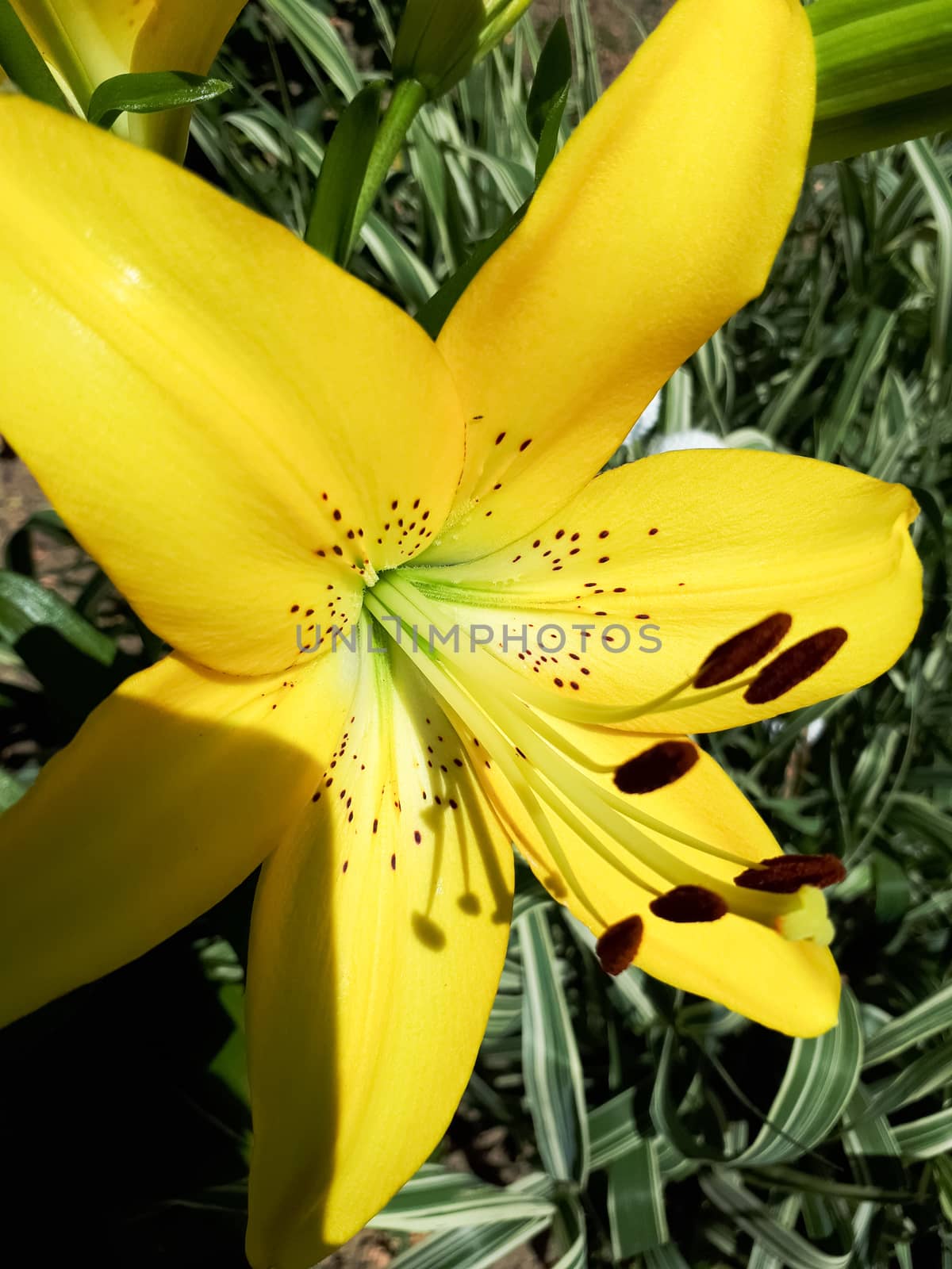 Flowers of yellow lilies on the flowerbed. lily blossoms.