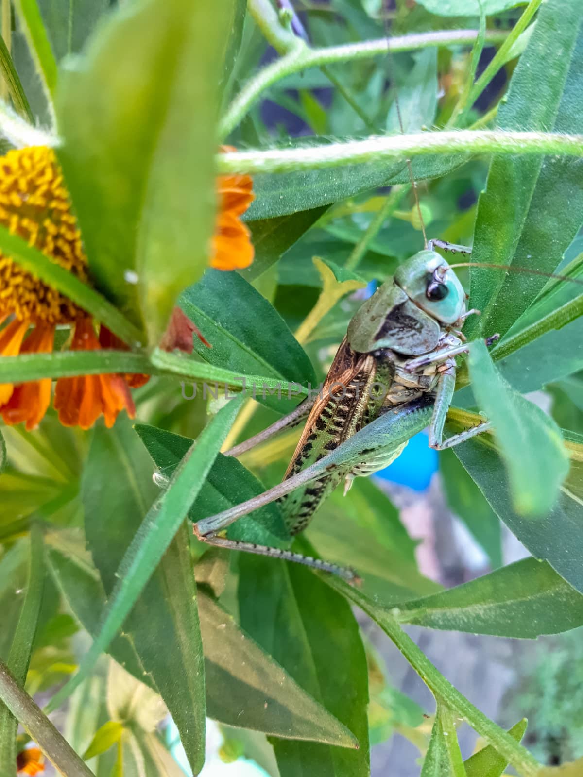 Gray grasshopper of green color in the grass.