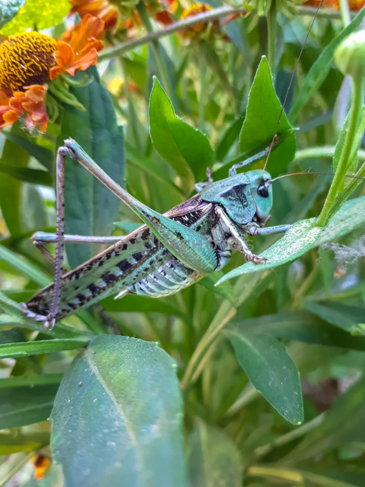 Gray grasshopper of green color in grass. by fedoseevaolga