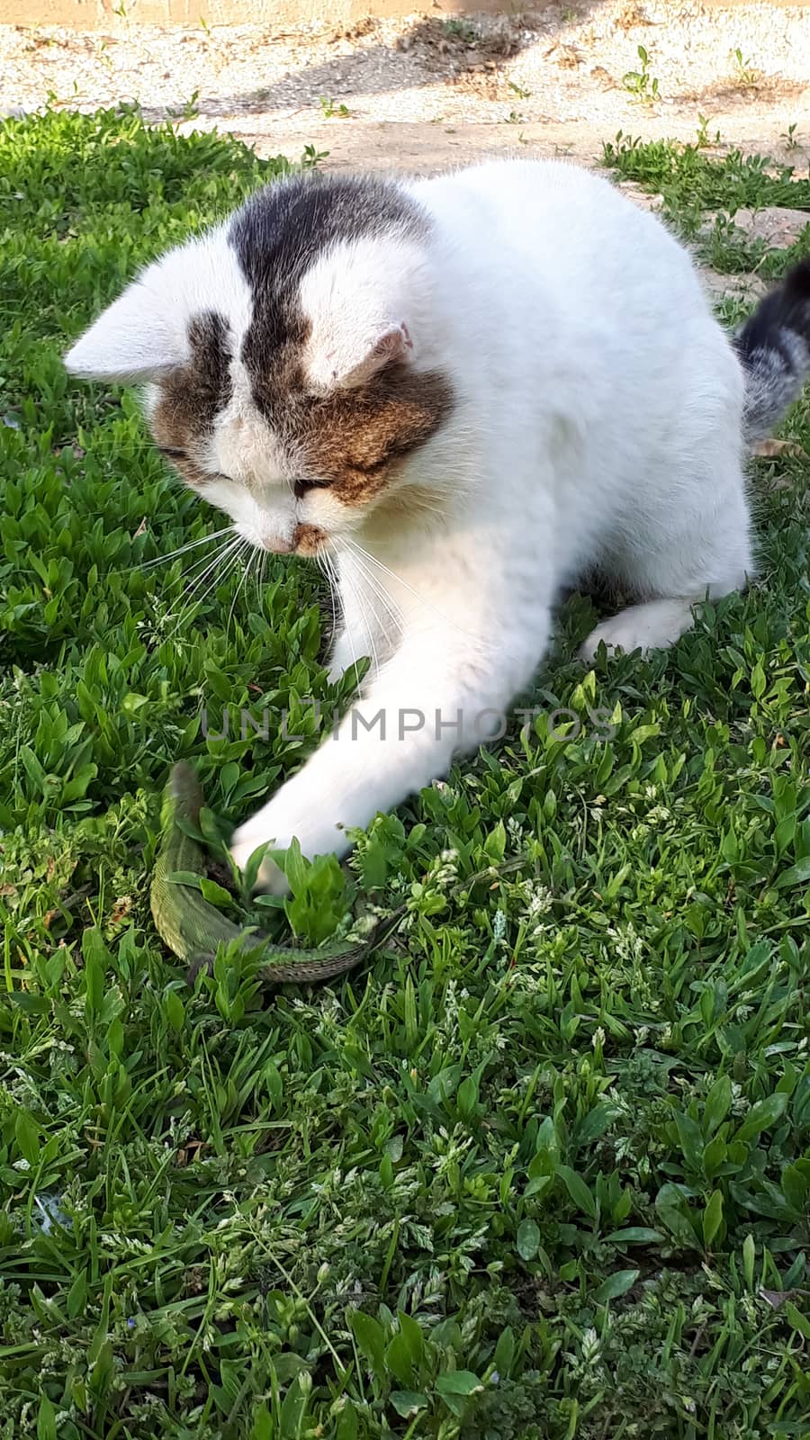 The kitten plays with a large green lizard.