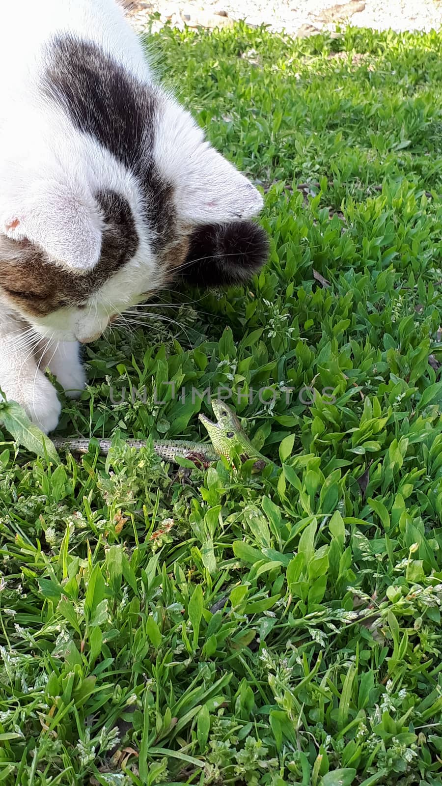 kitten plays with a large green lizard. by fedoseevaolga