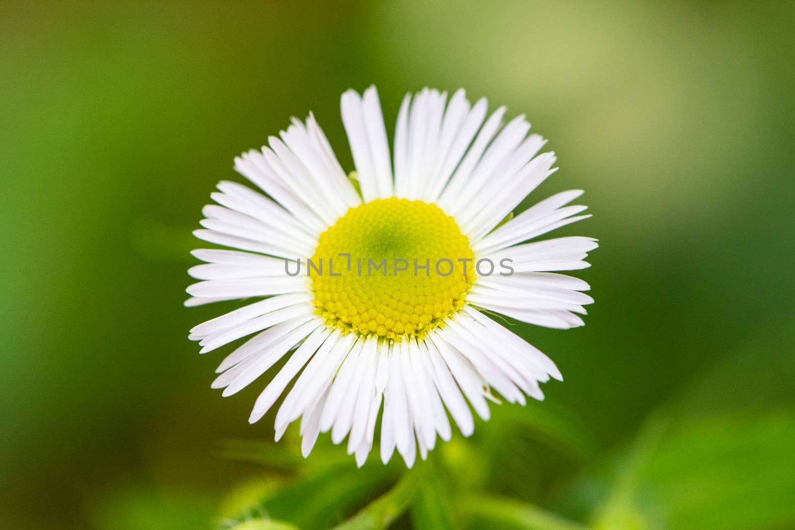 Bellis perennis is a common daisy with thin white petals and yellow pistils, a small wildflower on a green background