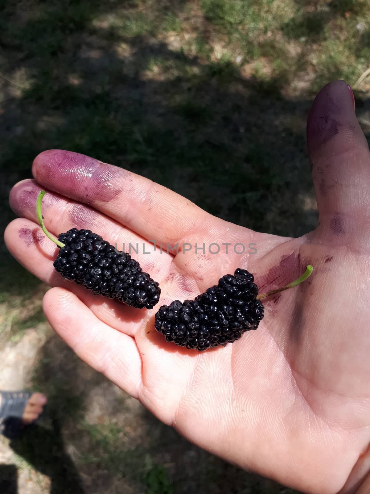 Large mulberries in a female hand. Harvesting.