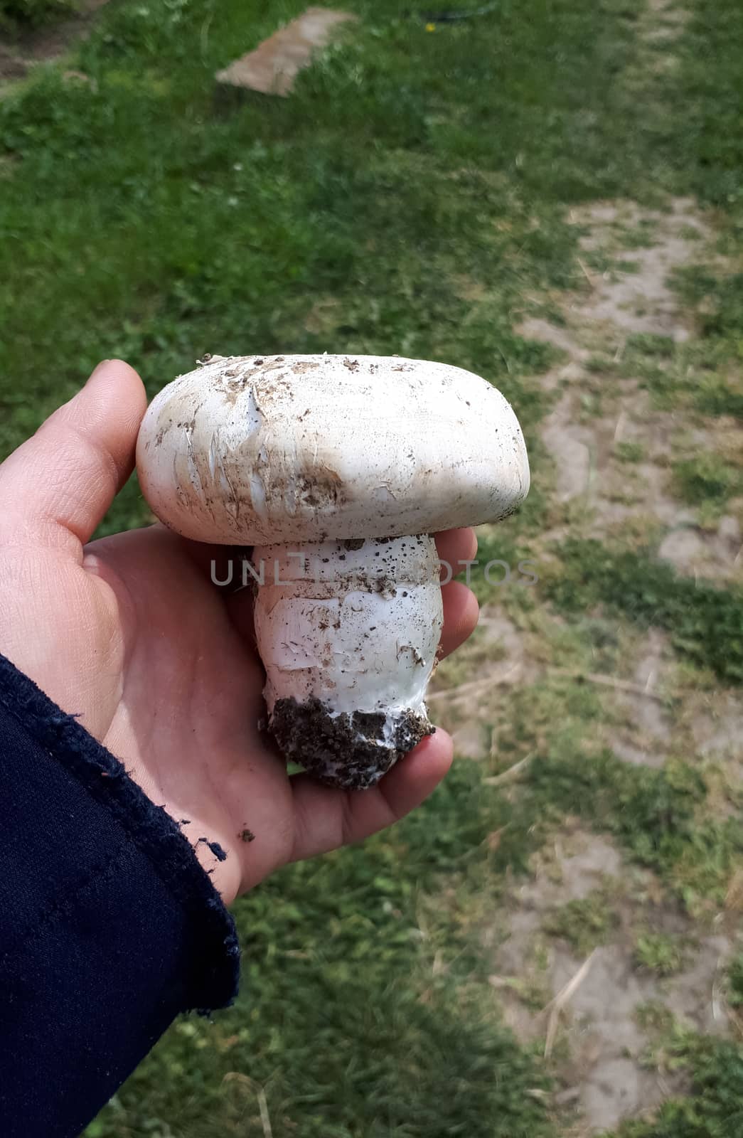 A large mushroom mushroom in a woman's hand. White big mushroom champignon,