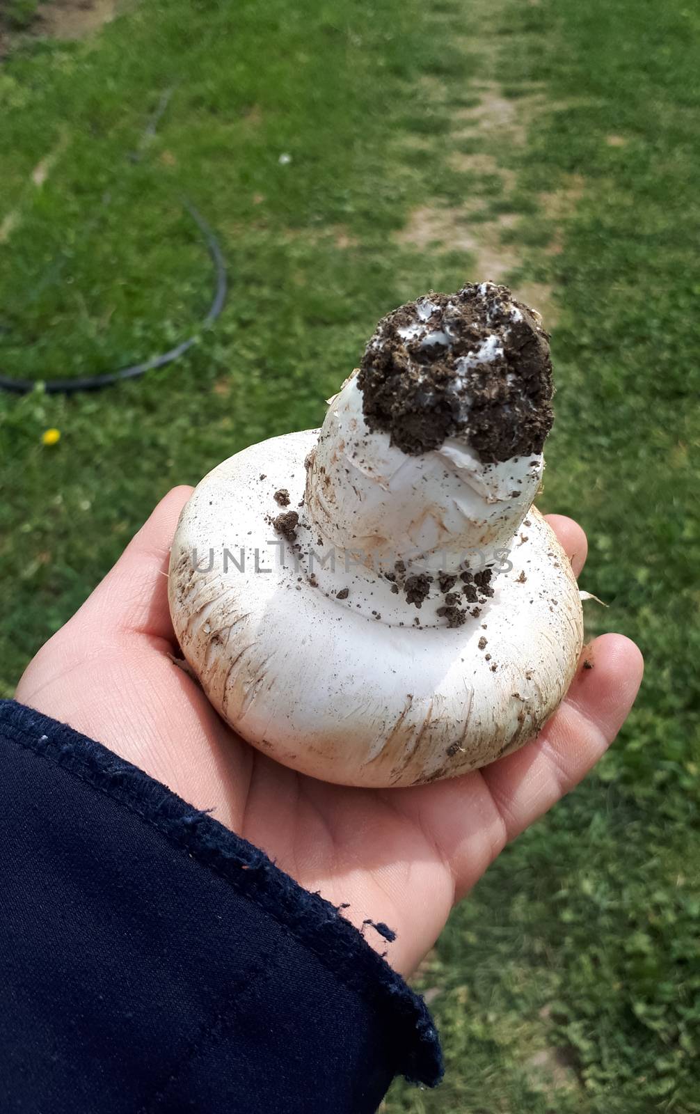 large mushroom mushroom in a woman's hand. White big mushroom champignon, by fedoseevaolga