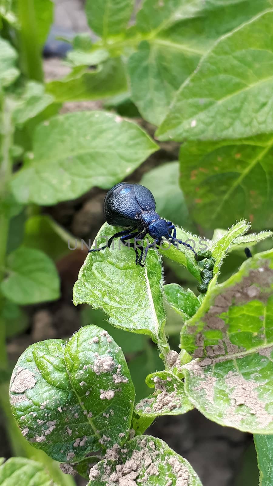Large black and blue hue beetle Meloe violaceus Meloe violaceus