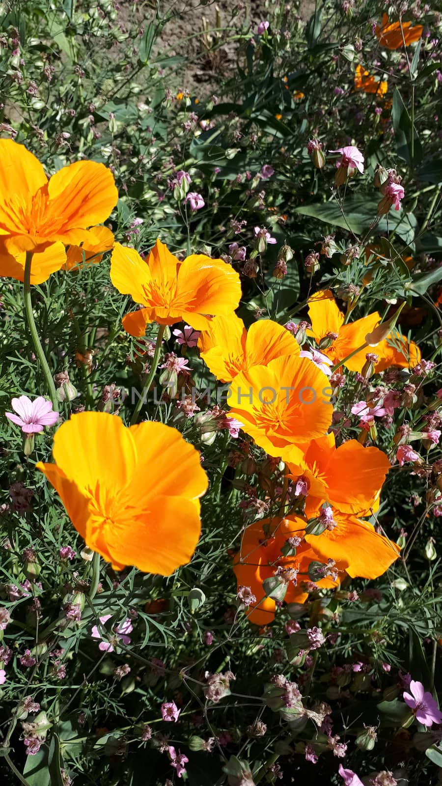 Orange flowers on flowerbed. Bright flowers. by fedoseevaolga