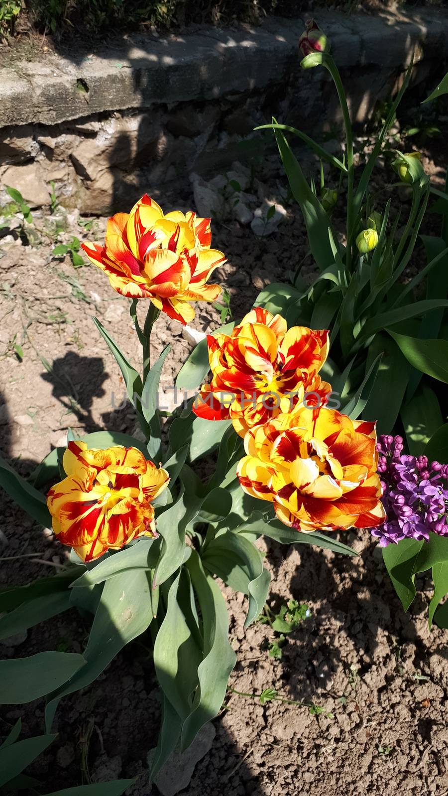 Red-yellow tulips in the flowerbed at the fence