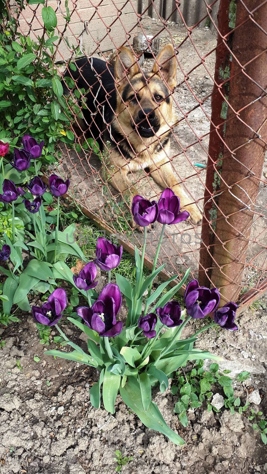 Shepherd dog behind a fence and a flower bed. Violet tulips in front of a dog.