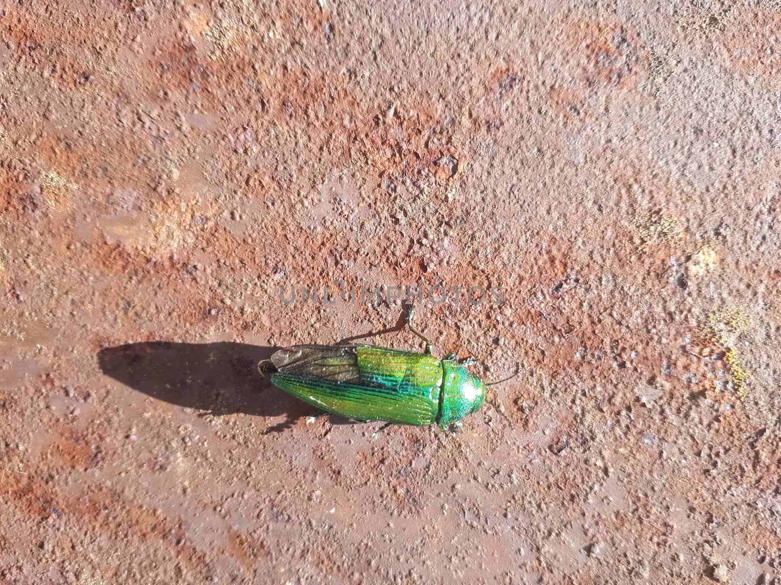 shiny green beetle crawls on a steel barrel. by fedoseevaolga