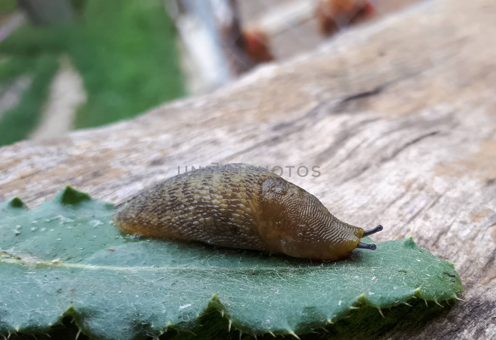 Slug on a piece of grass. clam without a slug shell.