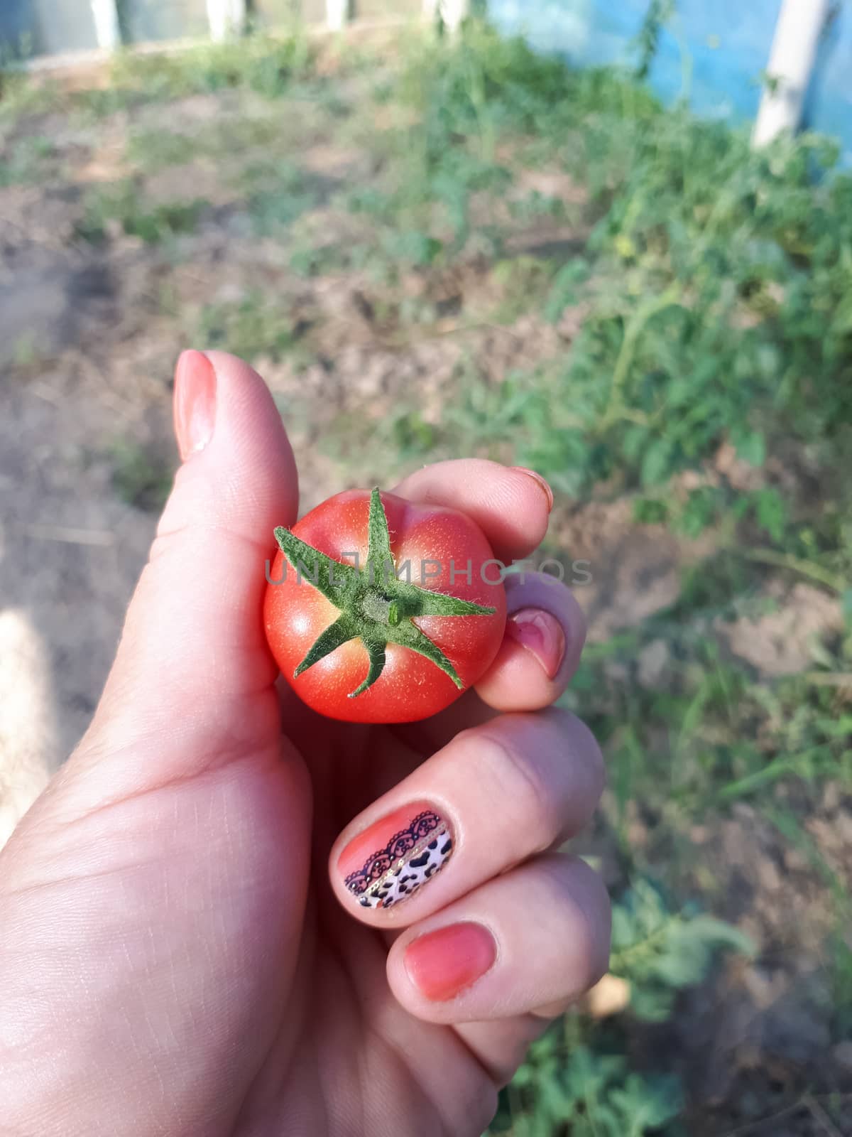 small tomato in a female hand. Harvesting. by fedoseevaolga