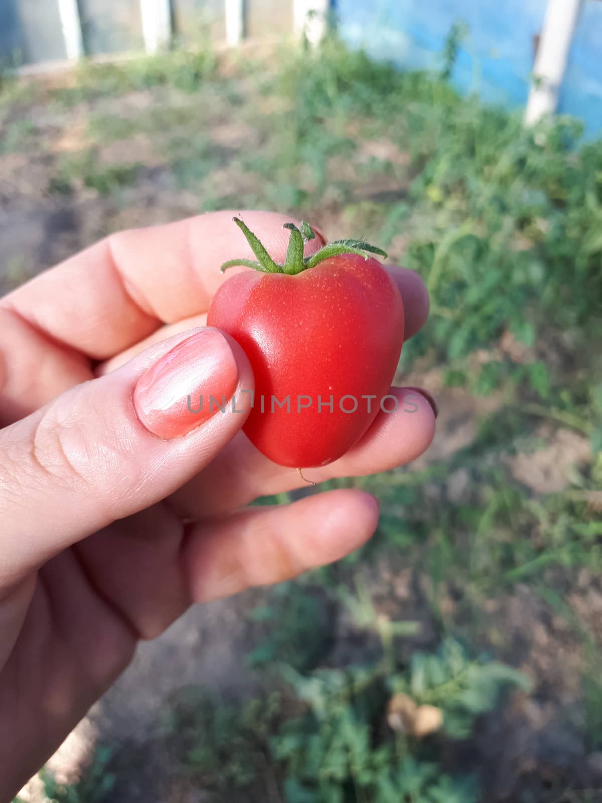 small tomato in a female hand. Harvesting. by fedoseevaolga