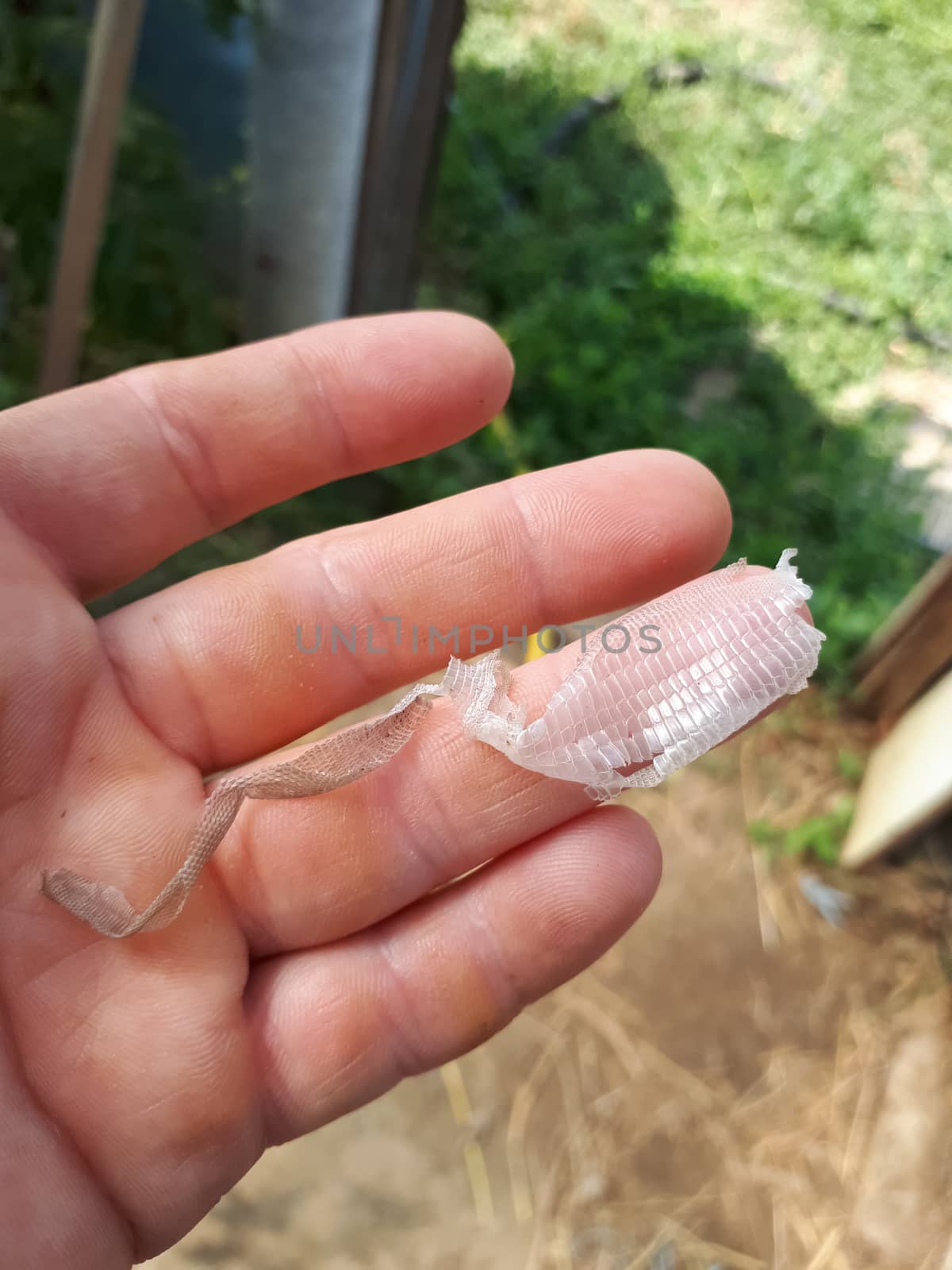 Snake skin remaining after molting. the skin of a snake in the hands of a woman.