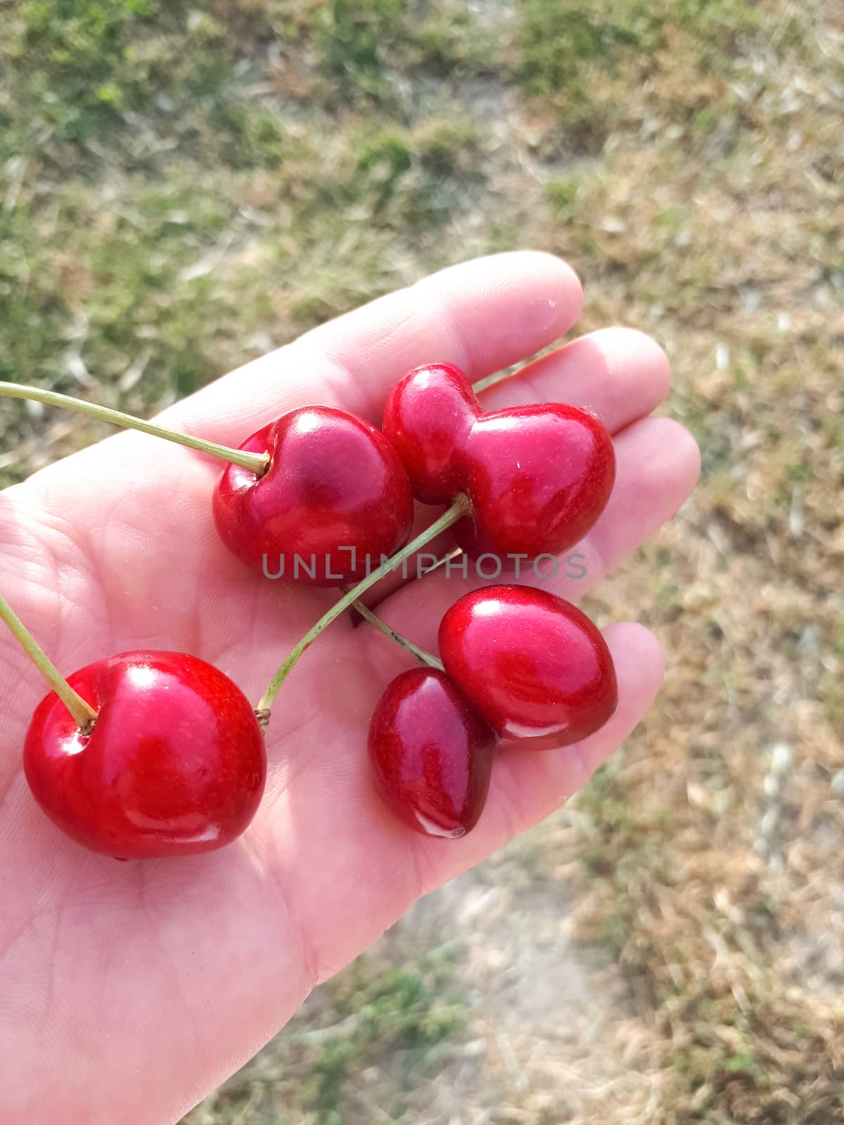 Sweet cherry berries in the hands of the woman who collected them.