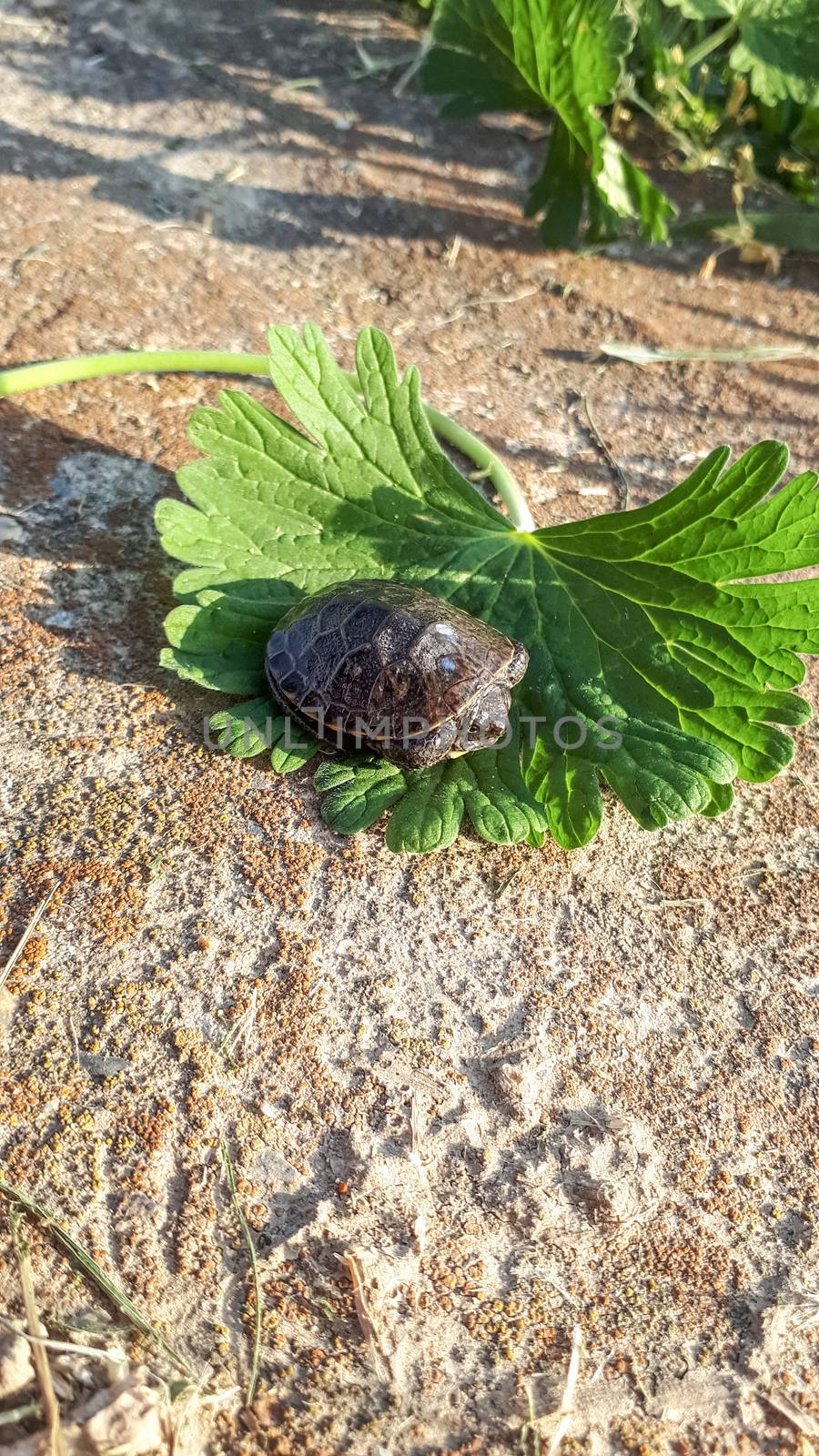 Turtle cubs. A small man with a small shell.