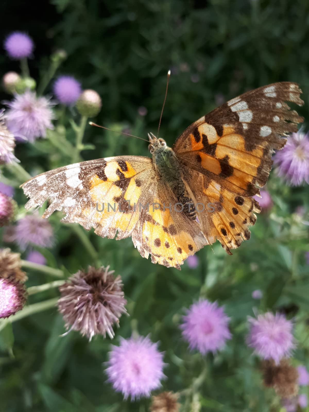 Vanessa cardui Spring butterfly burdock on burdock flowers. by fedoseevaolga