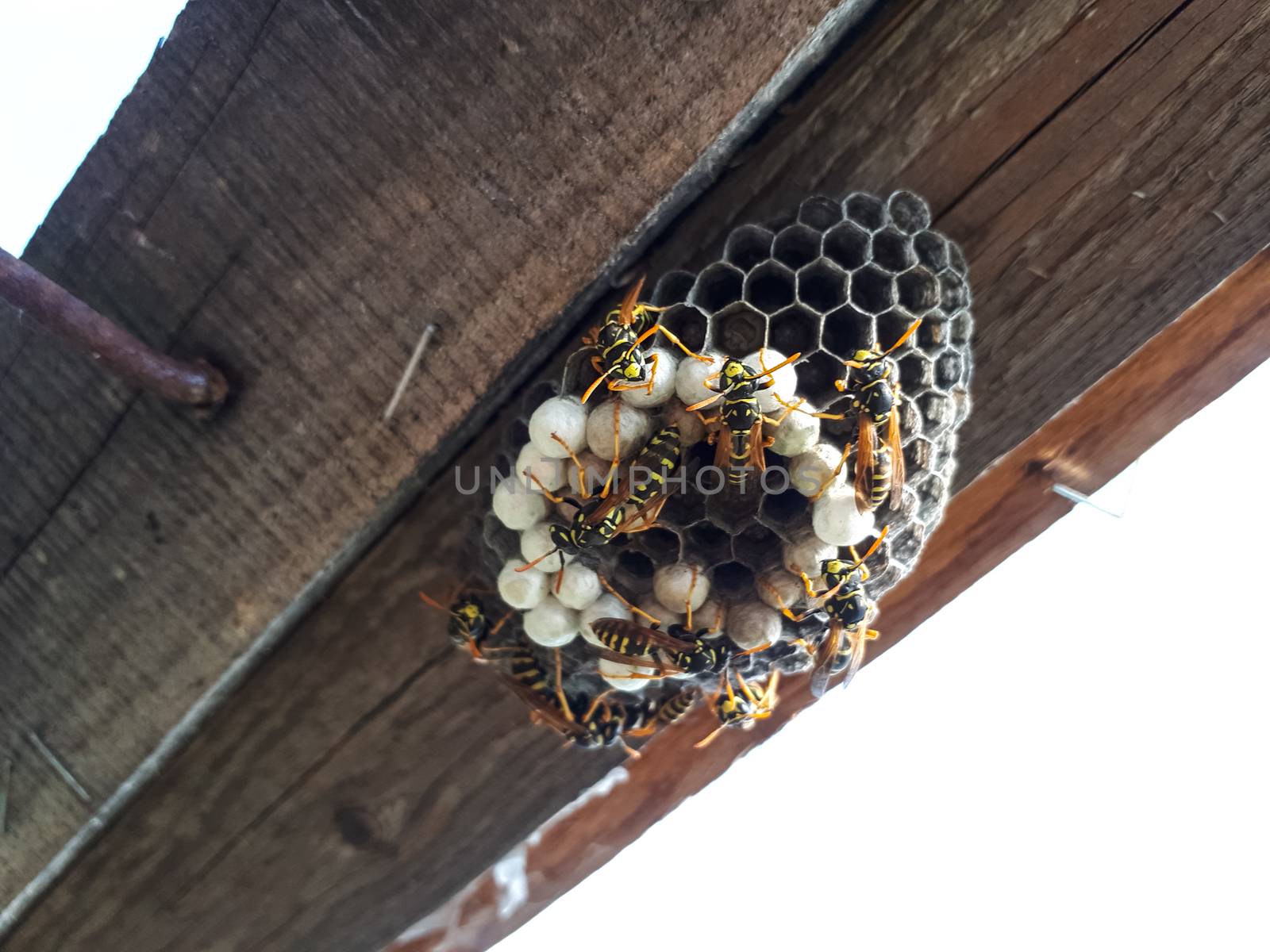 Wasps are polys, nest wasps on board under the roof. by fedoseevaolga