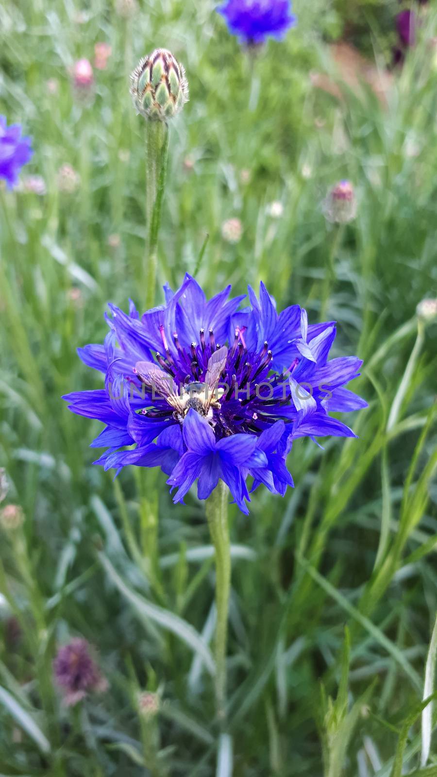Wild bee pollinates a blue flower. Plant pollination