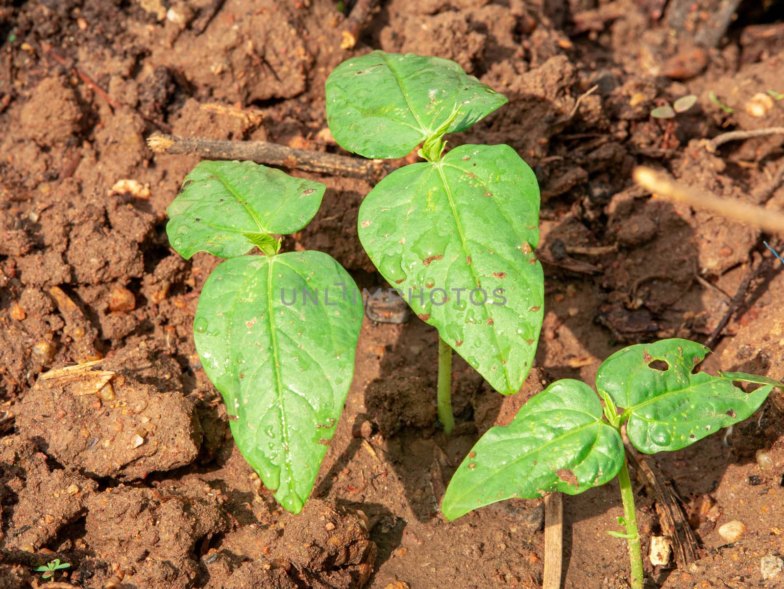 The seedling are growing from the rich soil with sun shining. Green world and earth day concept.