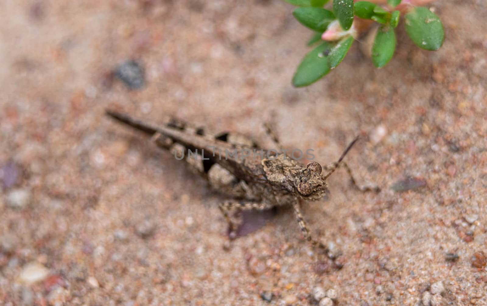 Close up of Insect brown cricket standing on the ground. Concept by TEERASAK