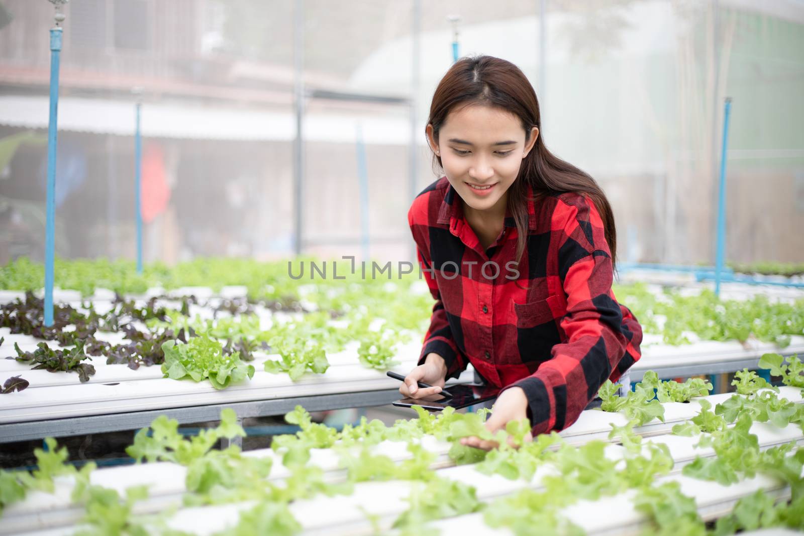 Asian woman farmer using tablet and notebook for inspecting the quality of organic vegetables grown using hydroponics.
