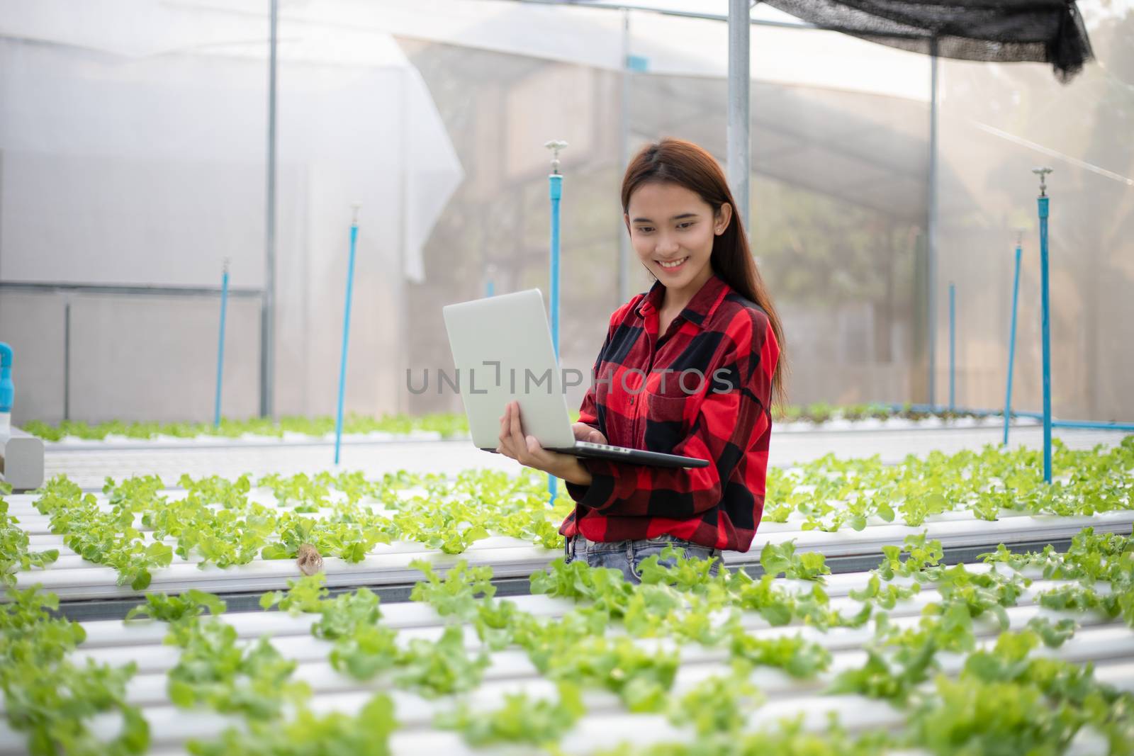 Asian woman farmer using tablet and notebook for inspecting the quality of organic vegetables grown using hydroponics.
