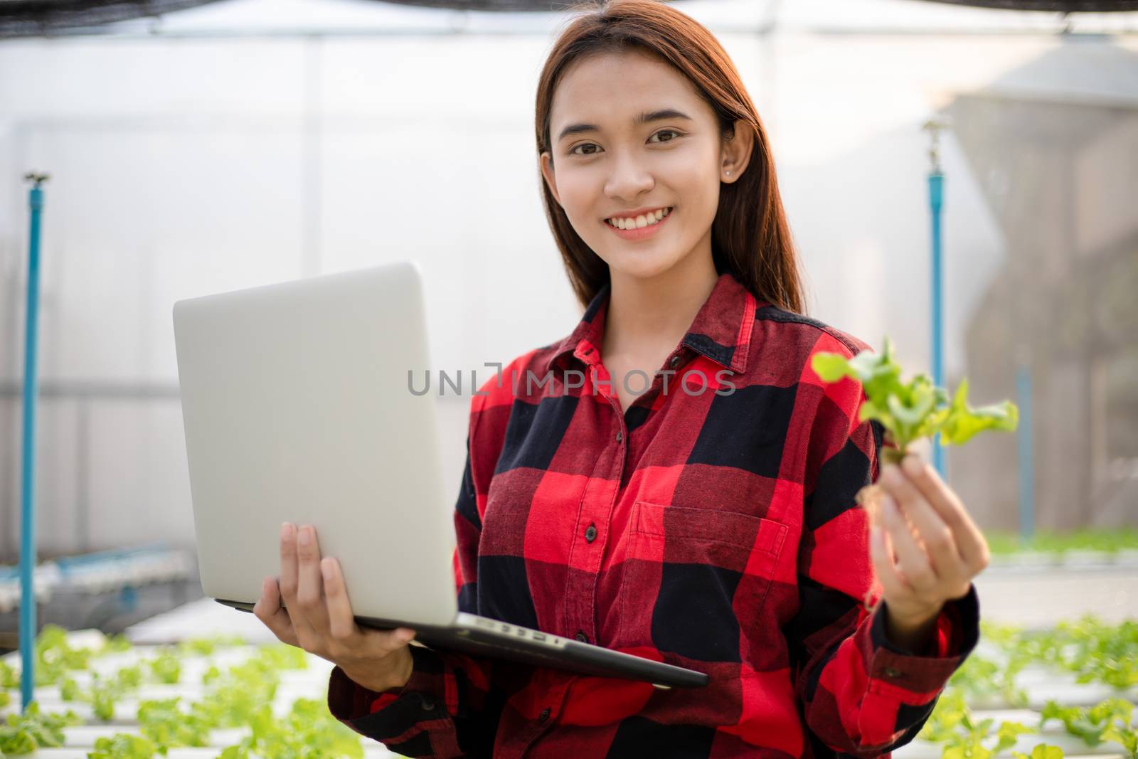 Asian woman farmer using tablet and notebook for inspecting the quality of organic vegetables grown using hydroponics.