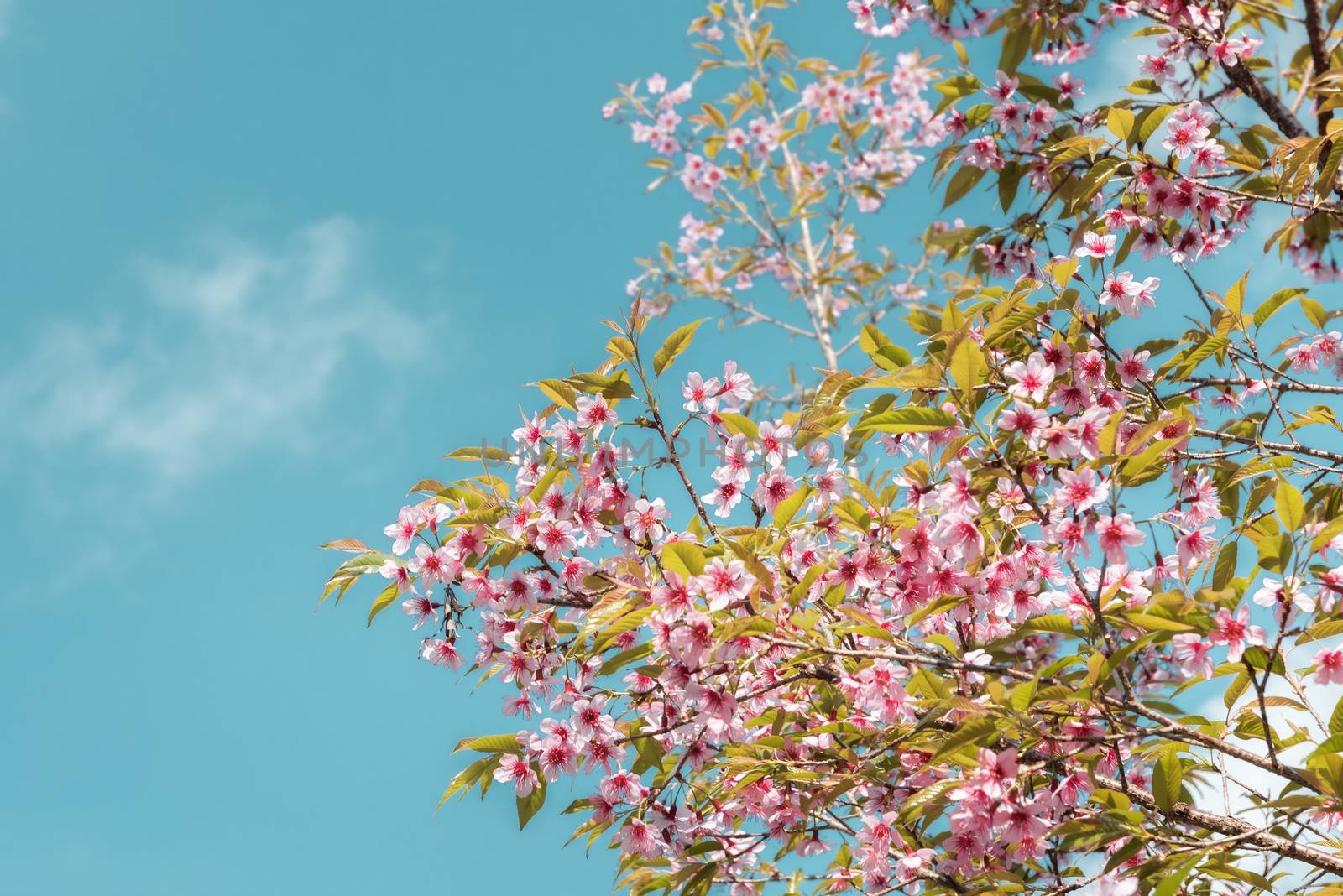 Pink Sakura Flowers is Blossoming in Spring Season, Beautiful Blooming Cherry Against Blue Sky Background. Natural Purity of Blossom Sakura on Tree Branch. Nature Plant and Flora by MahaHeang245789
