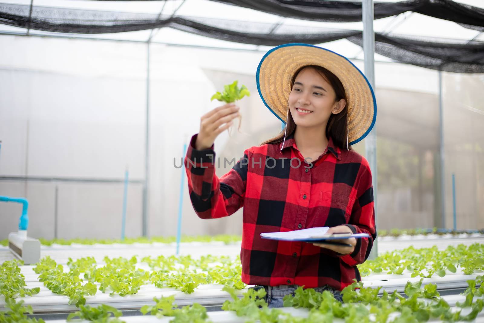 Asian woman farmer using tablet and notebook for inspecting the quality of organic vegetables grown using hydroponics.
