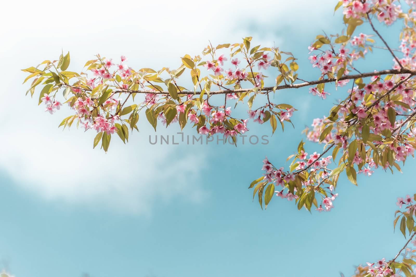 Pink Sakura Flowers is Blossoming in Spring Season, Beautiful Blooming Cherry Against Blue Sky Background. Natural Purity of Blossom Sakura on Tree Branch. Nature Plant and Flora by MahaHeang245789