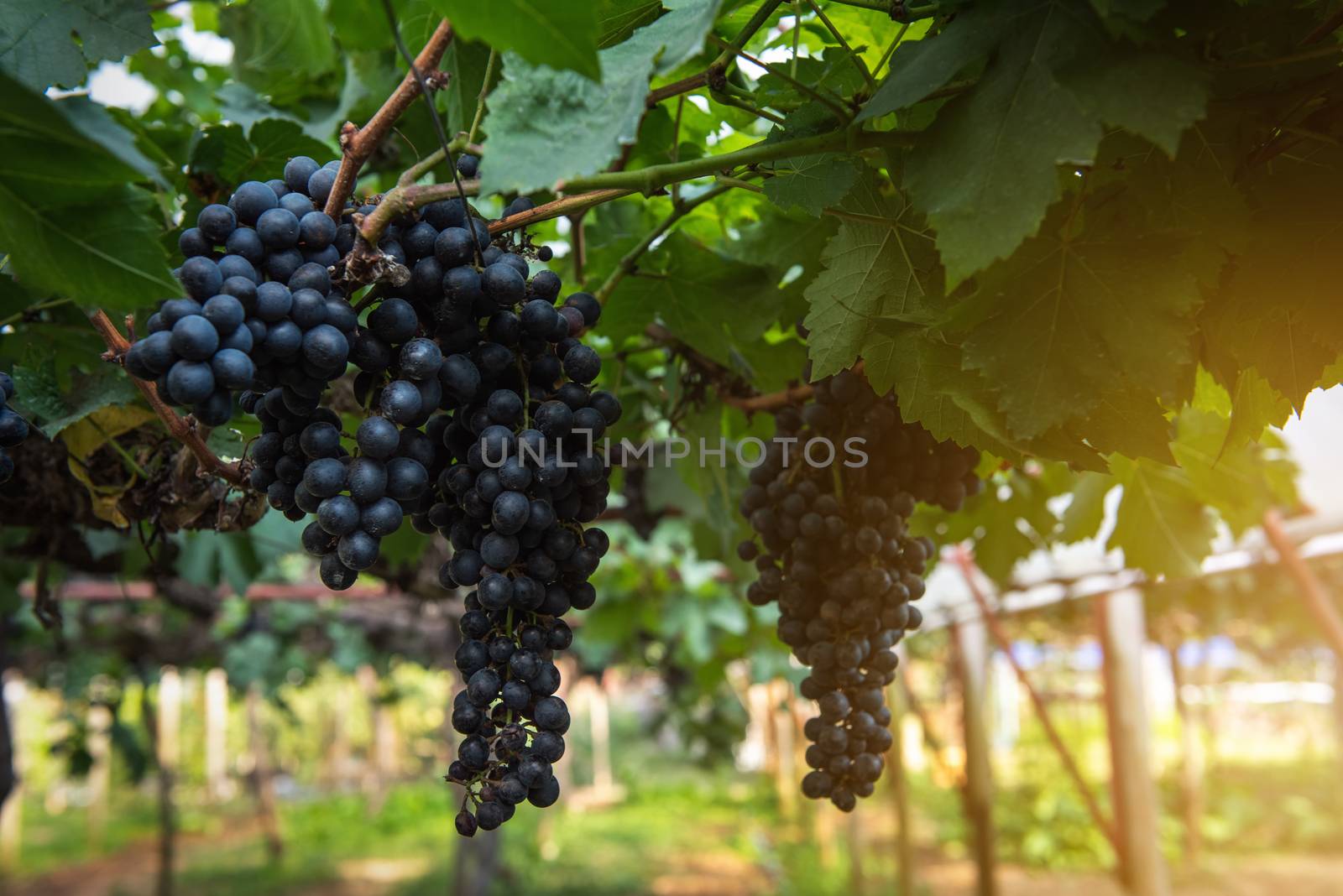 Fresh Ripe Grapes in The Vineyard at Sunset, Natural Background of Grape Fruit in Country Farming. Agricultural Harvest of Purple Vine in Valley by MahaHeang245789